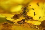 Fossil Wasp (Hymenoptera) In Baltic Amber #200191-2